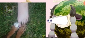 Watapippa.jpg